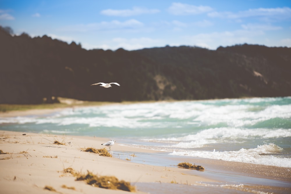 seagull flying above beach shore