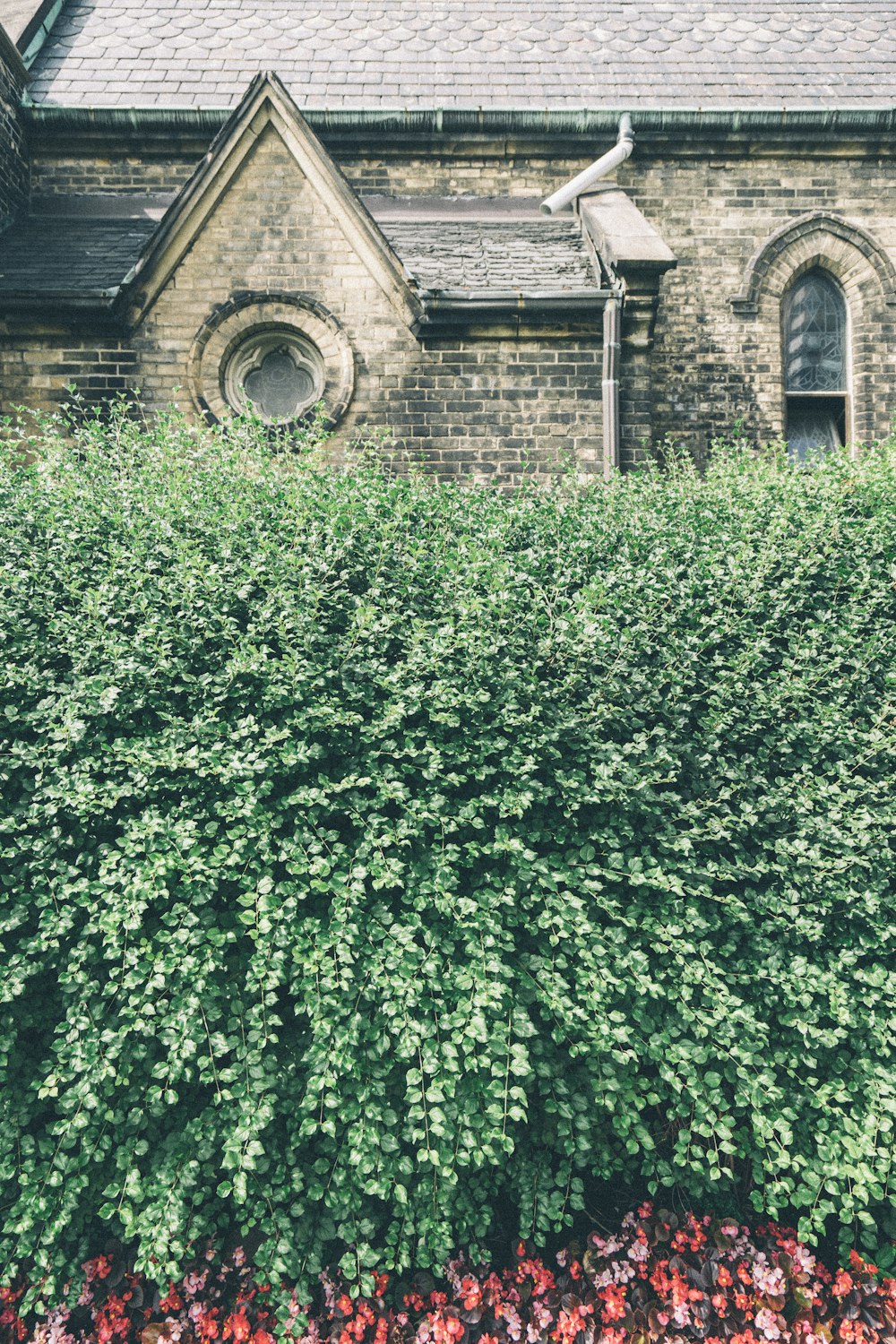 green hedge