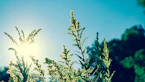 shallow focus photography of green plant