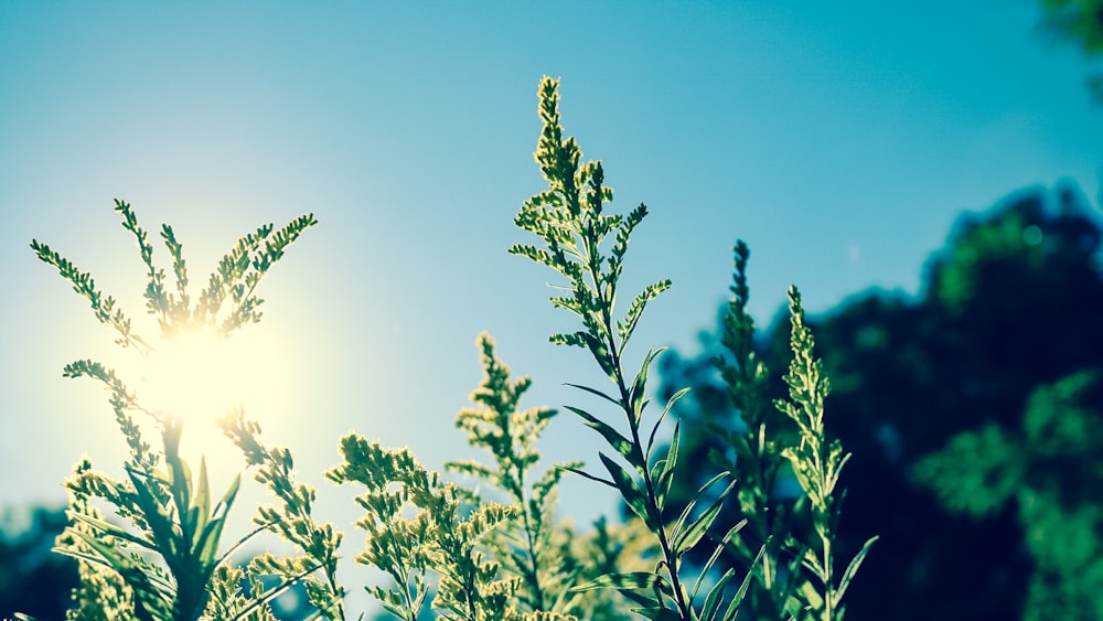 shallow focus photography of green plant