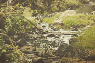 A serene natural scene with soft sunlight filtering through green leaves, highlighting a gentle stream flowing over smooth stones.