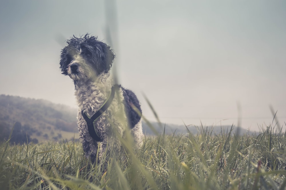 adult long-coated white and black terrier on grass field