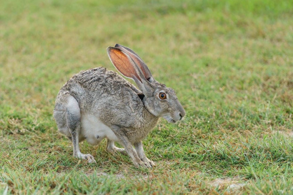 緑の芝生の上に立つ灰色のウサギ