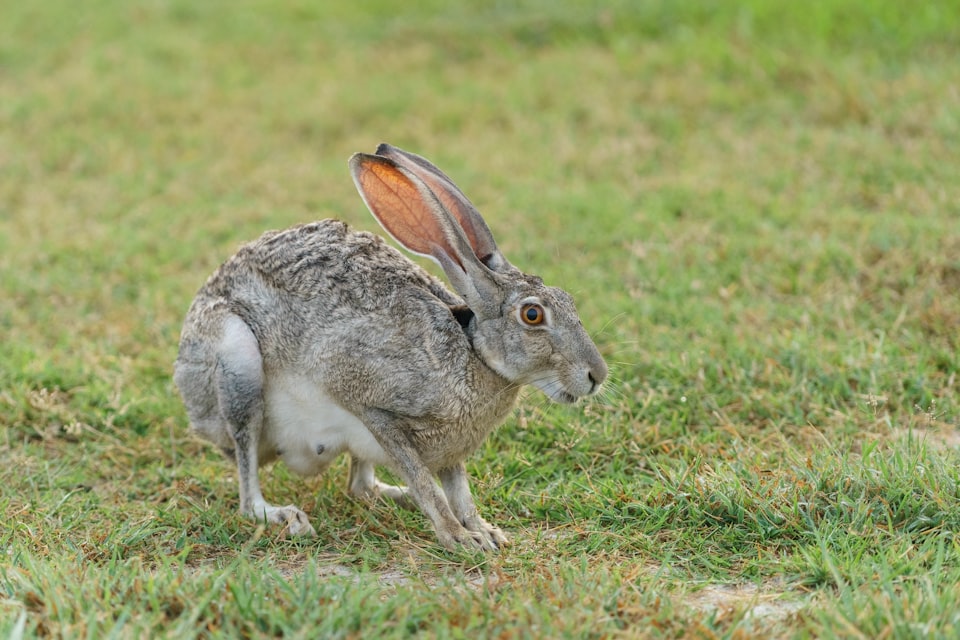 V: Hare
