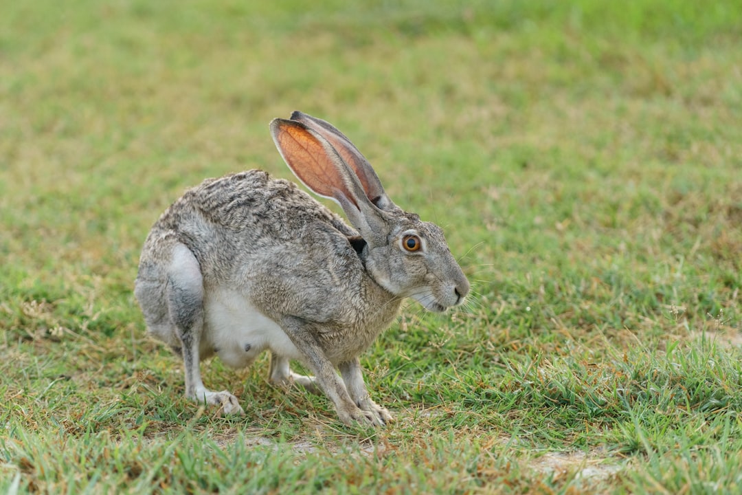 gray rabbit standing on green grass