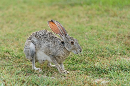 gray rabbit standing on green grass in Port Aransas United States
