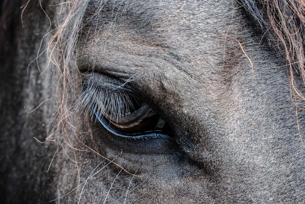 close-up photo of gray horse's eye