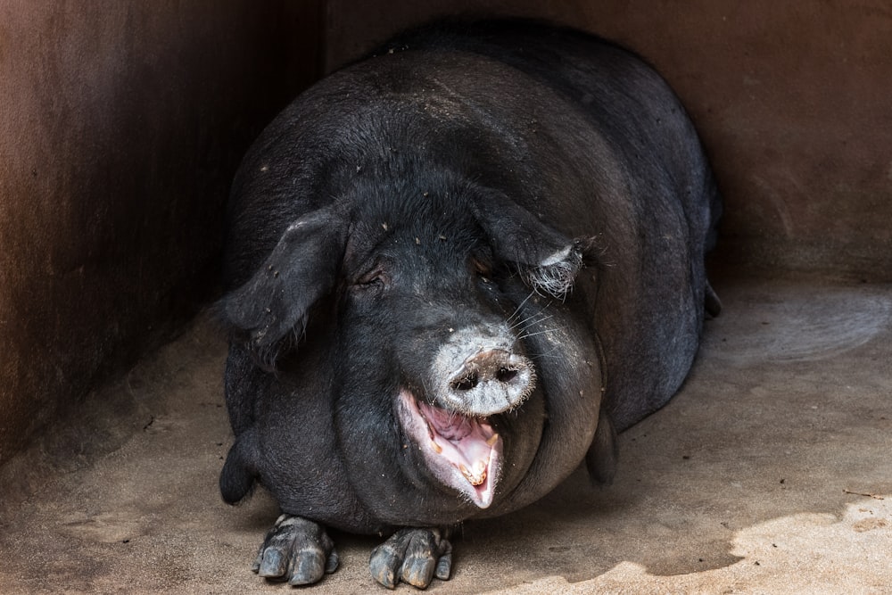 Foto de enfoque superficial de cerdo negro