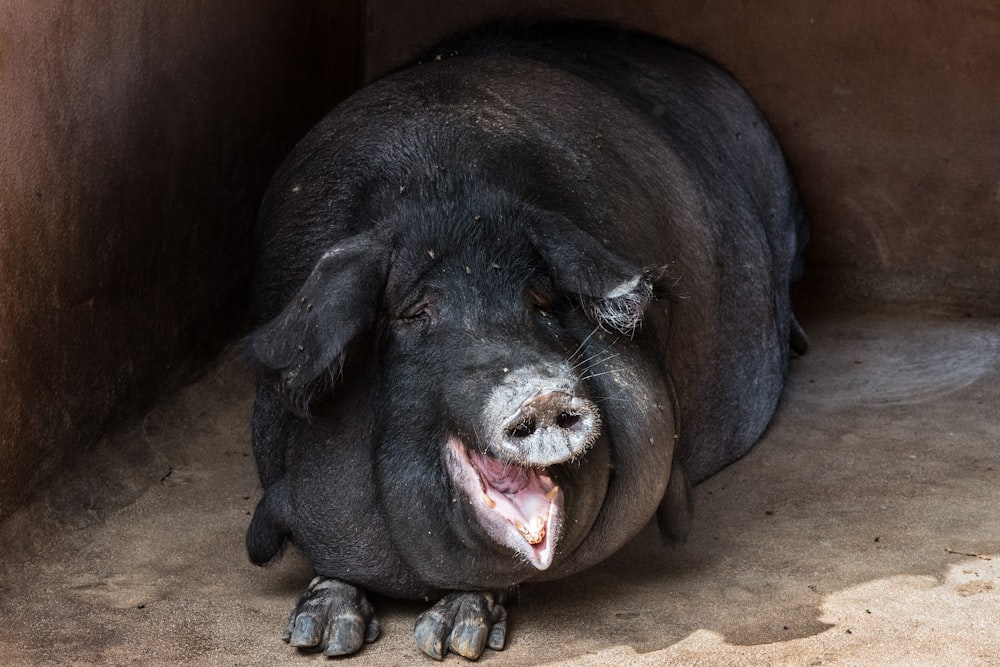 foto de foco raso do porco preto