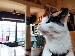 A black and white cat is sitting on a table in a cozy cafe with large windows. The cat is wearing a collar and is looking to the side. The background features a blurred view of tables, chairs, and shelves with various items, suggesting a relaxed and comfortable atmosphere.