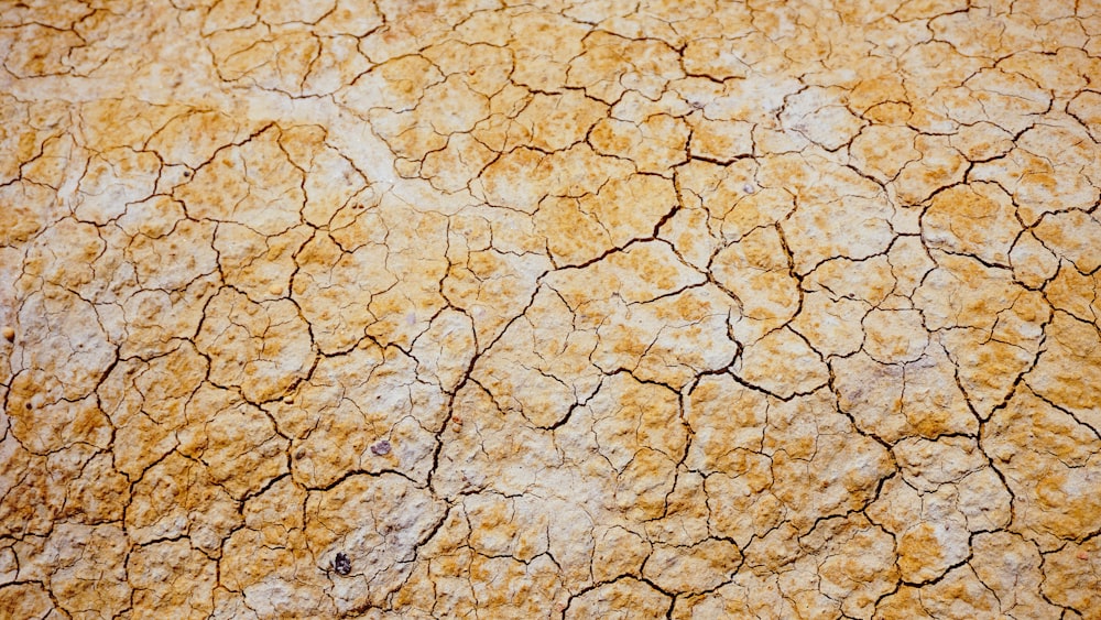 photo of dried brown soil