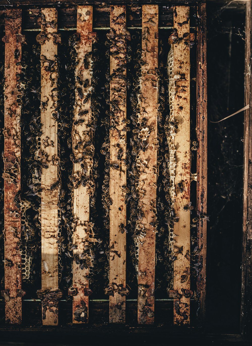 Bees inside the wooden cage