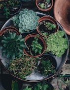 a bunch of potted plants sitting on a table