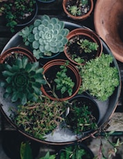 a bunch of potted plants sitting on a table