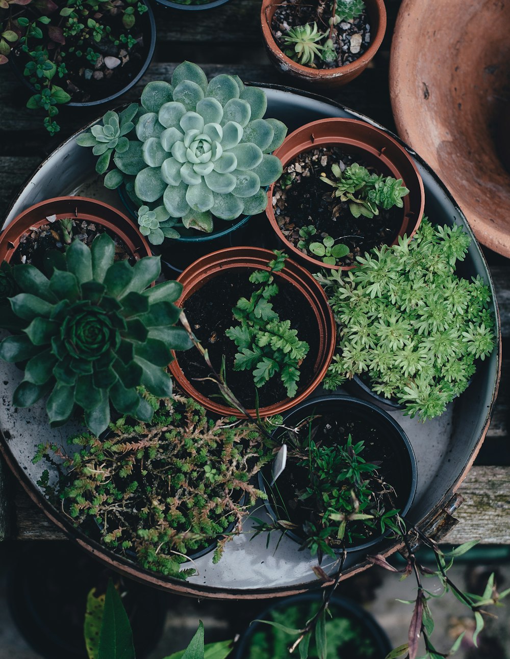 um monte de vasos de plantas sentados em uma mesa