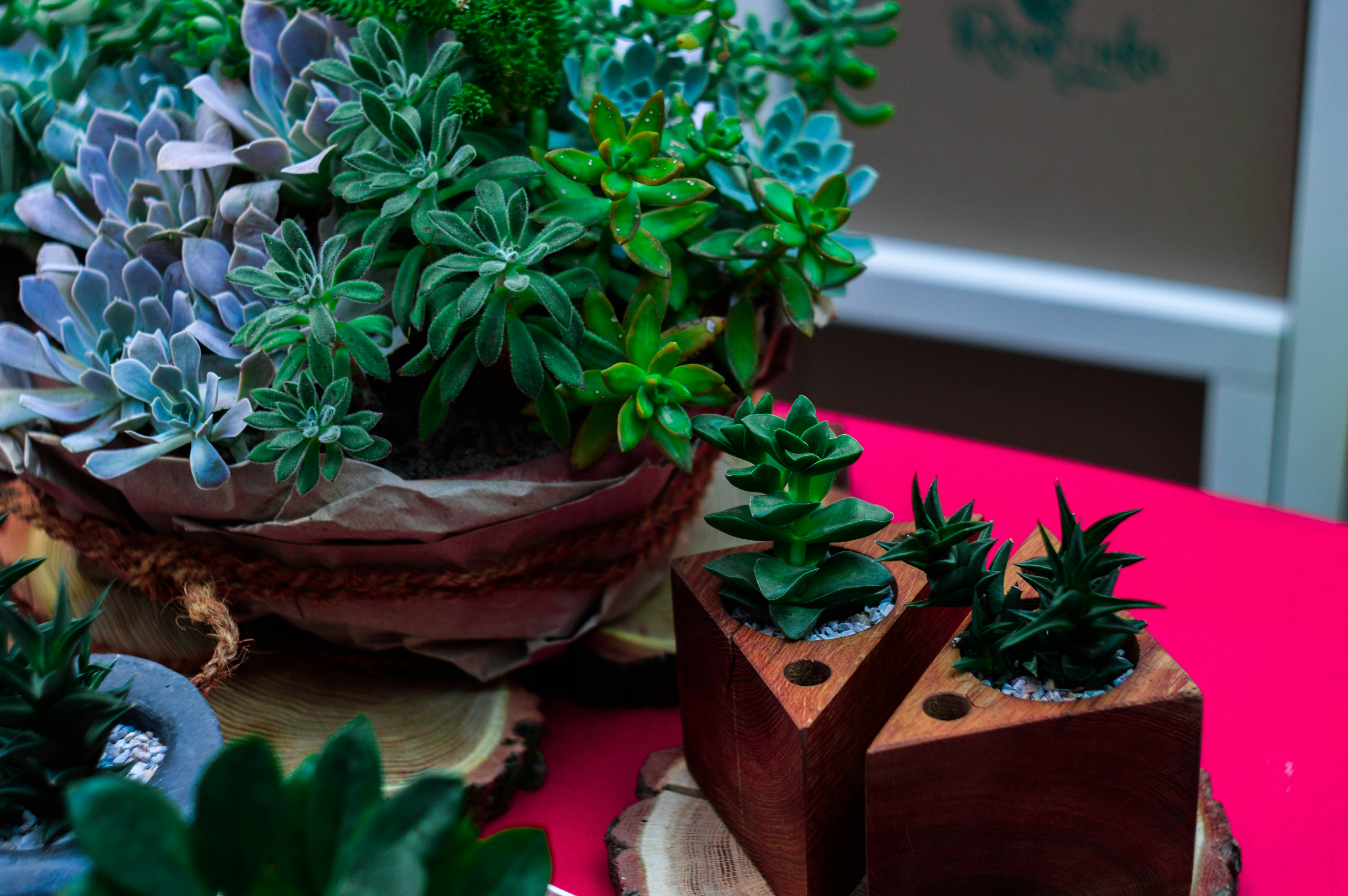 Free Unsplash photo from Mariana Vusiatytska