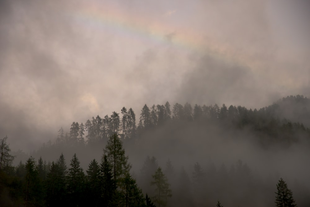 Los árboles se cubren de niebla