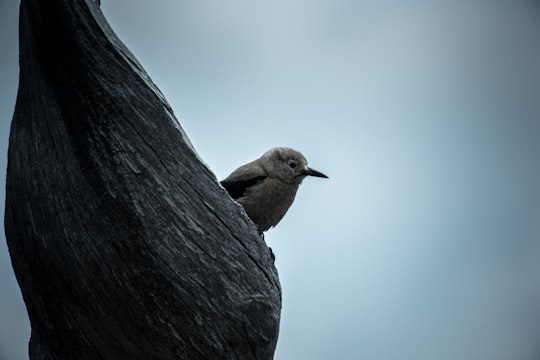 brown bird perched on tree in Crater Lake United States