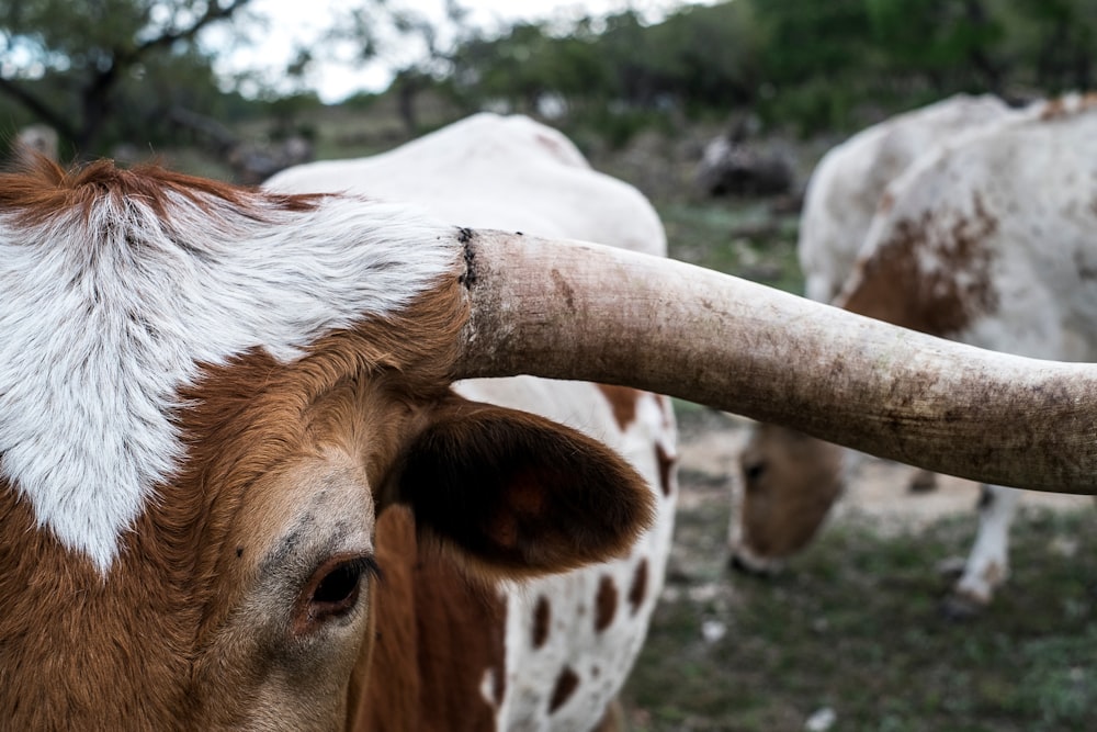 close-up photography of white and brown cattel