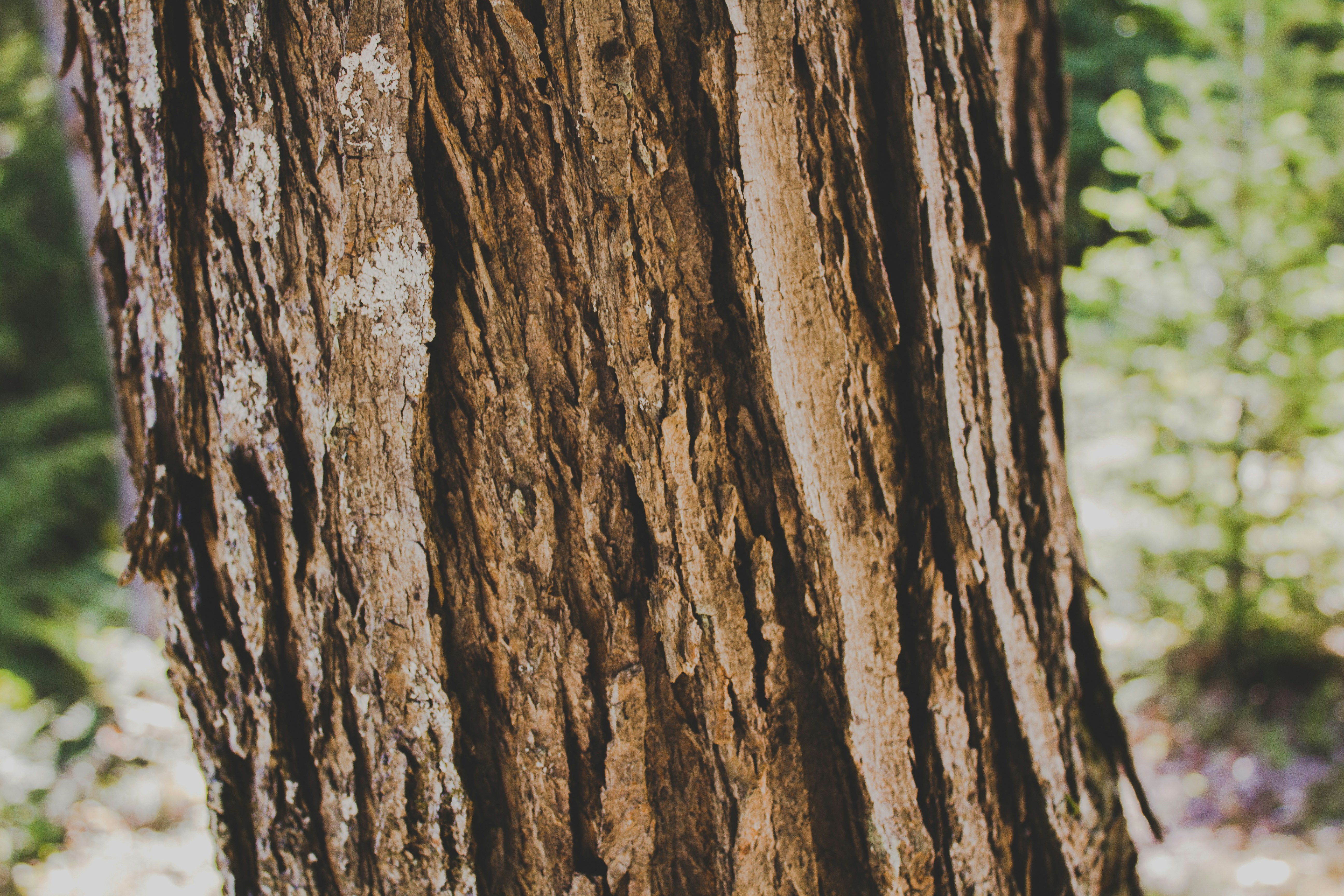 Photo by nadineshaabana