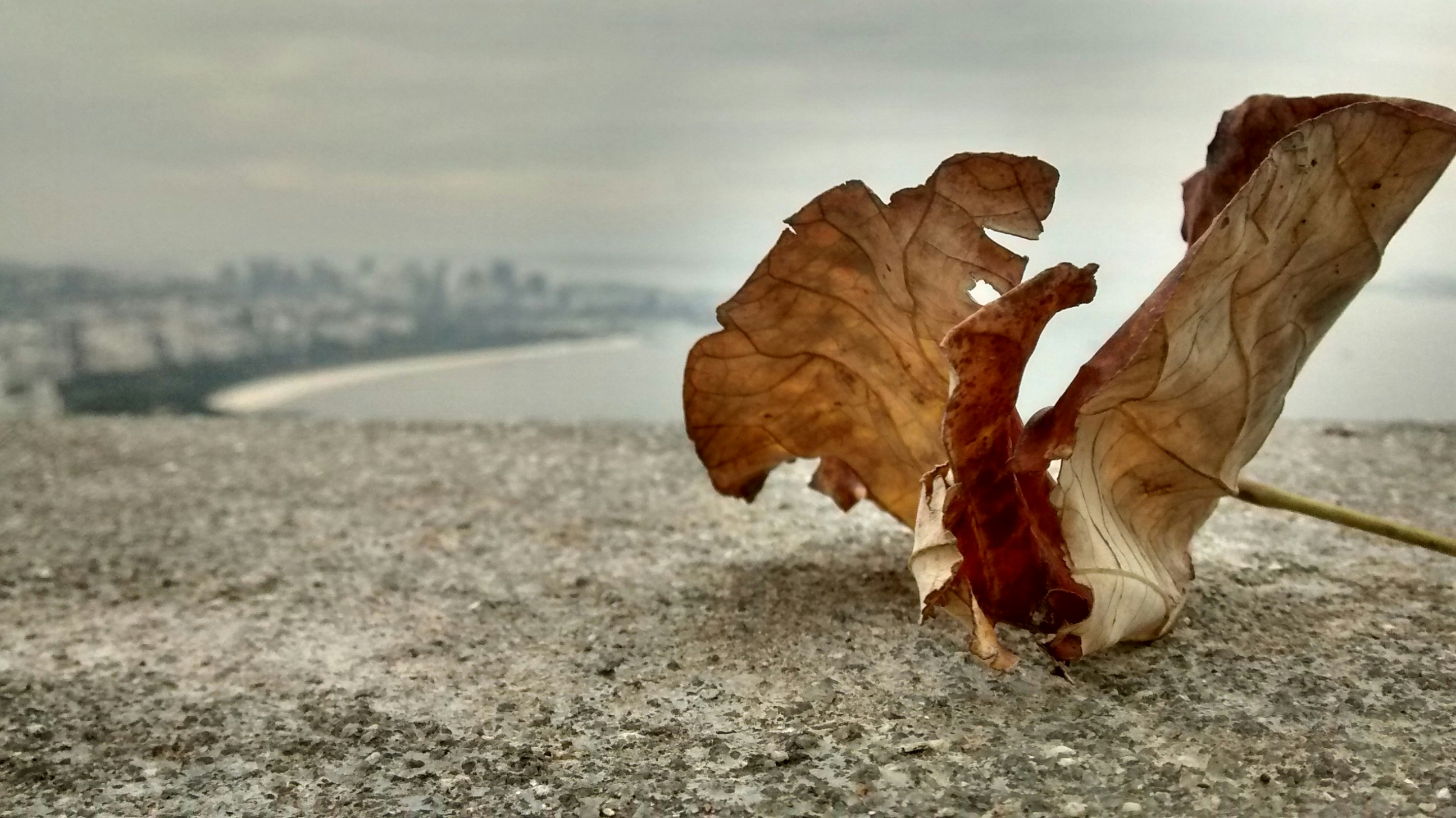 Free Unsplash photo from Fernanda S. Oliveira