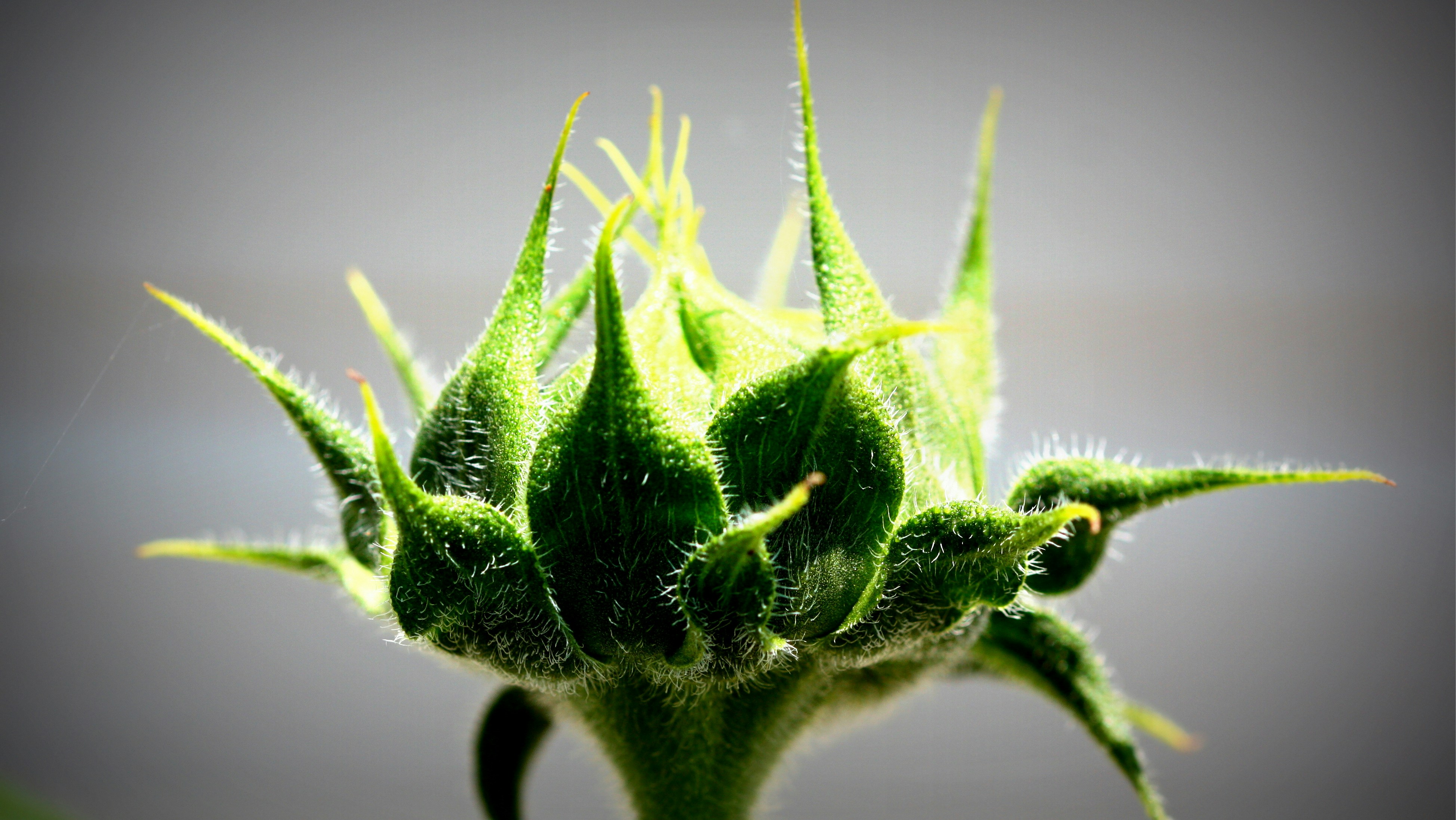 Free Unsplash photo from Gil Steiner