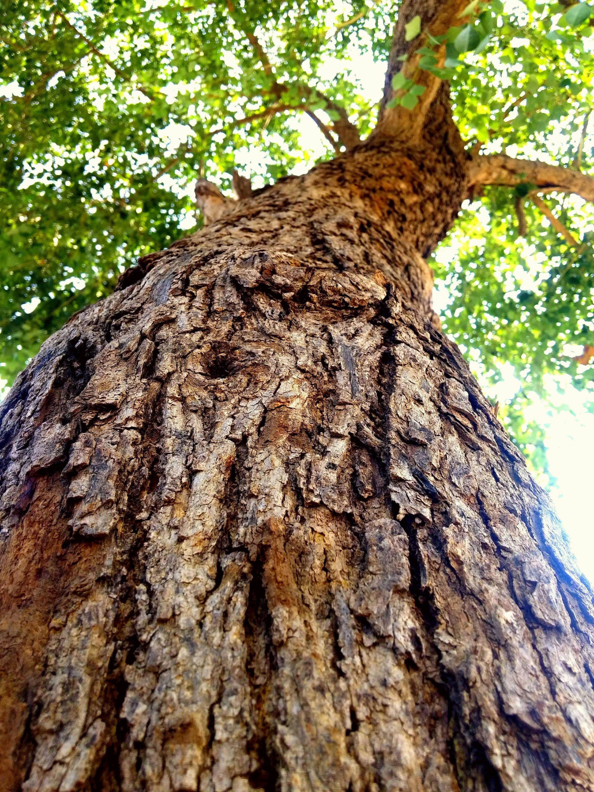 Free Unsplash photo from Anshuman Singh Raghuvanshi