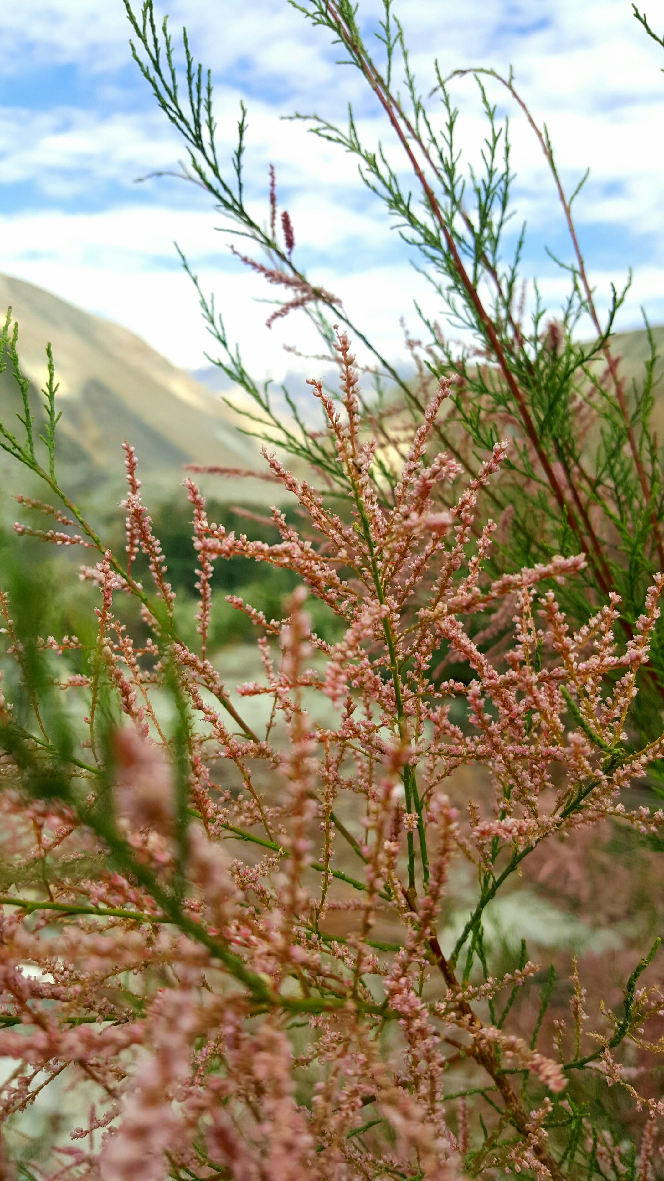 Free Unsplash photo from Anshuman Singh Raghuvanshi