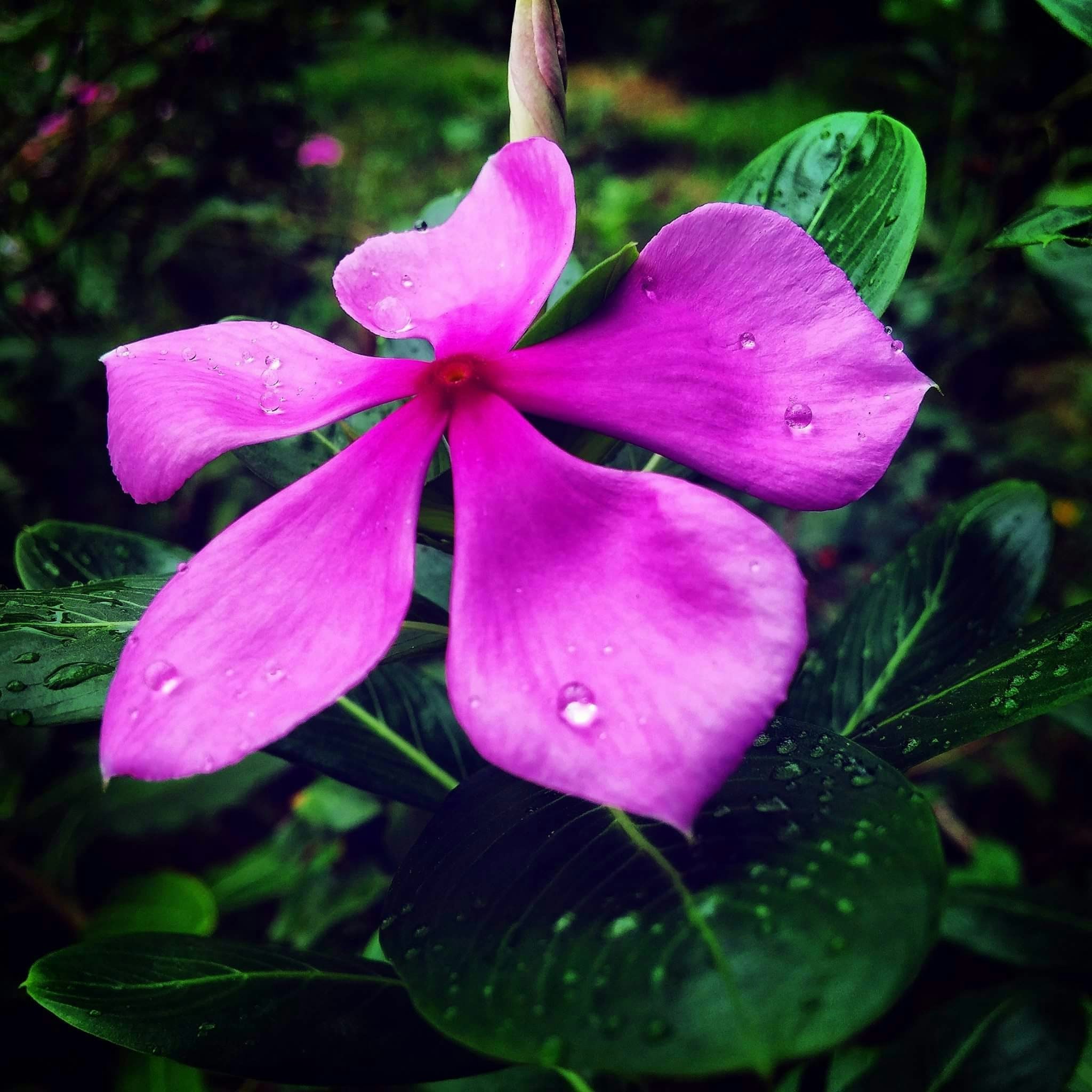 Free Unsplash photo from Anshuman Singh Raghuvanshi