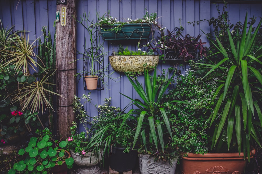 Foto de plantas lineales verdes