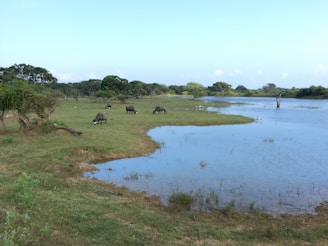 A serene buffalo grazing peacefully in a lush green pasture under a bright blue sky.