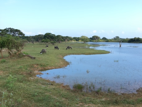 A serene buffalo grazing peacefully in a lush green pasture under a clear blue sky.