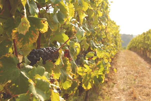 Close-up of ripe table grapes hanging on the vine.