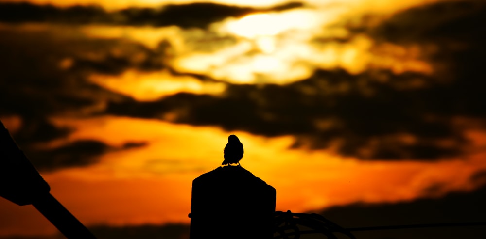 Silueta de pájaro durante la puesta del sol