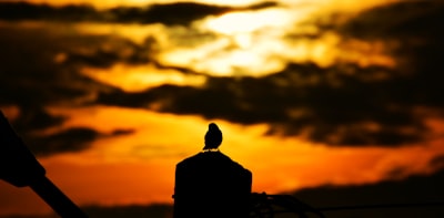 silhouette of bird during sunset cameroon zoom background