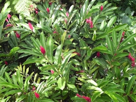 A lush collection of green tropical plants with numerous vibrant pink-red flowers blooming among the leaves. The foliage is dense and glossy, suggesting a healthy and thriving garden environment.