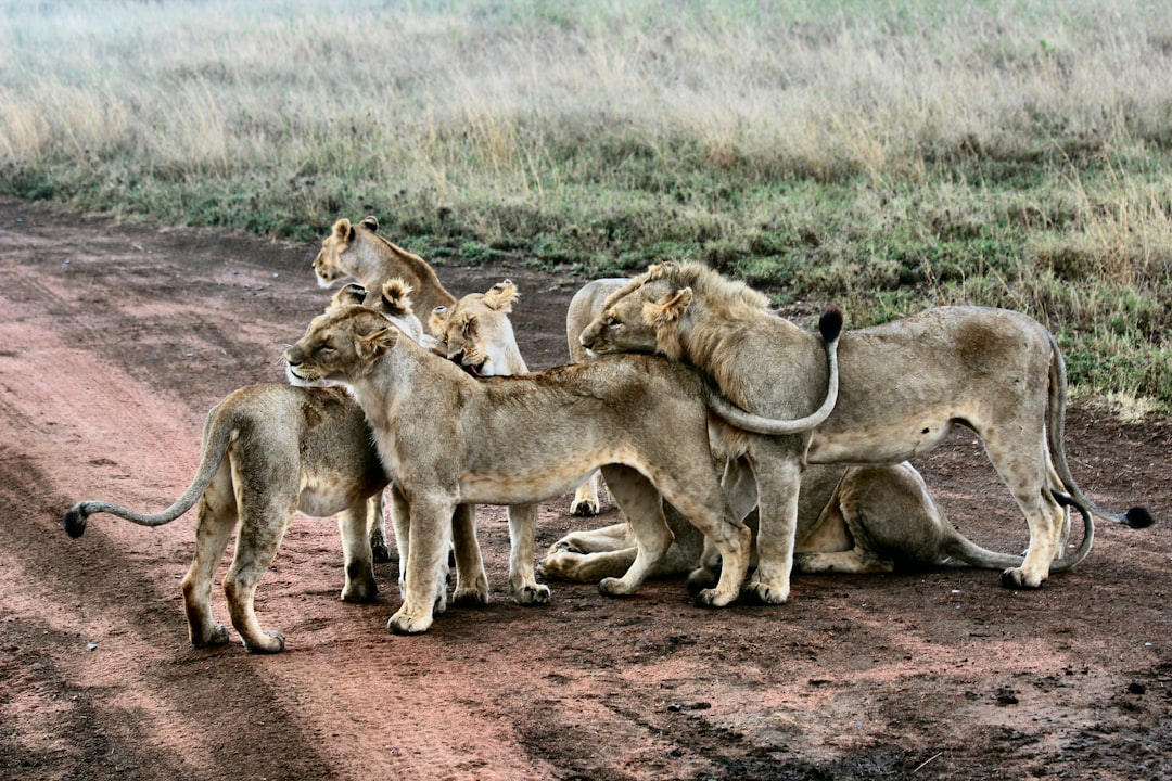 lion and lioness standing near green grass