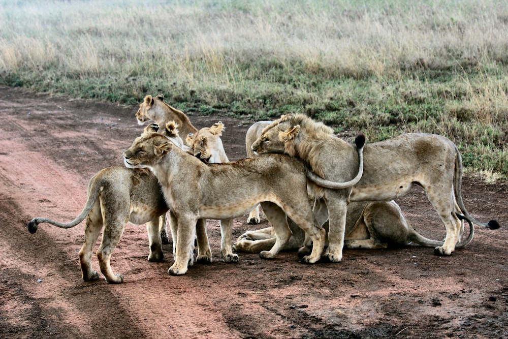 lion and lioness standing near green grass