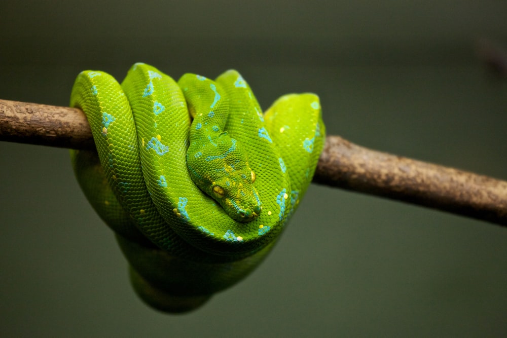 green snake on brown tree branch