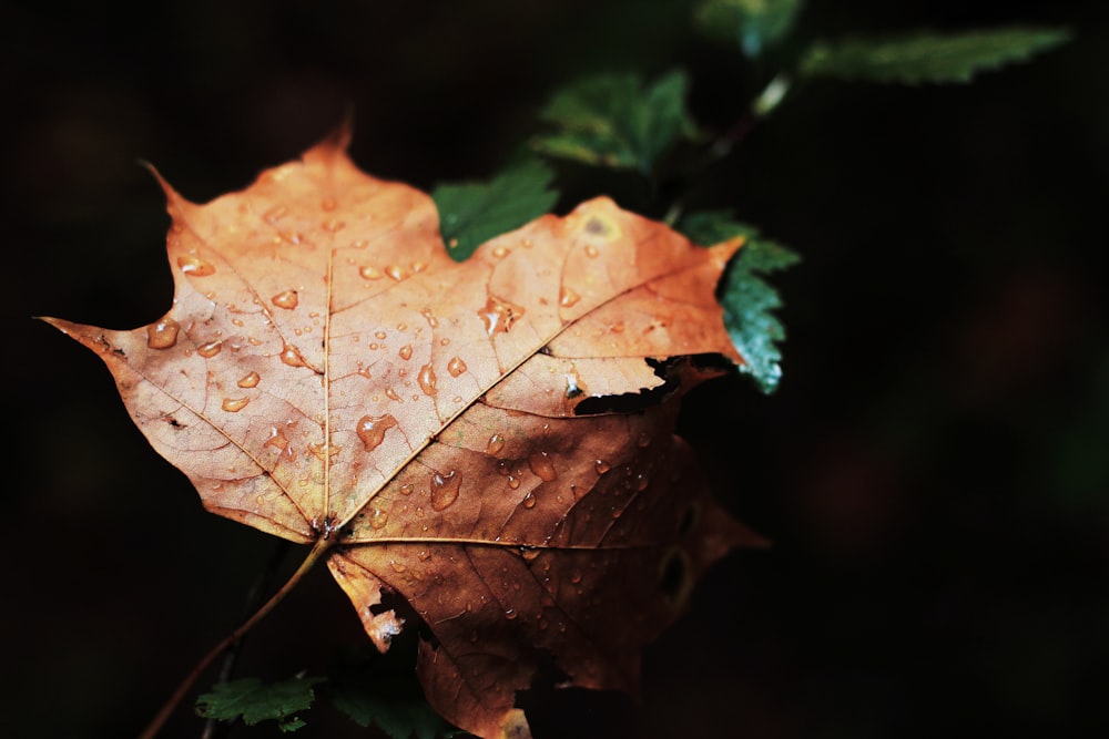 Photographie à mise au point superficielle d’une feuille séchée