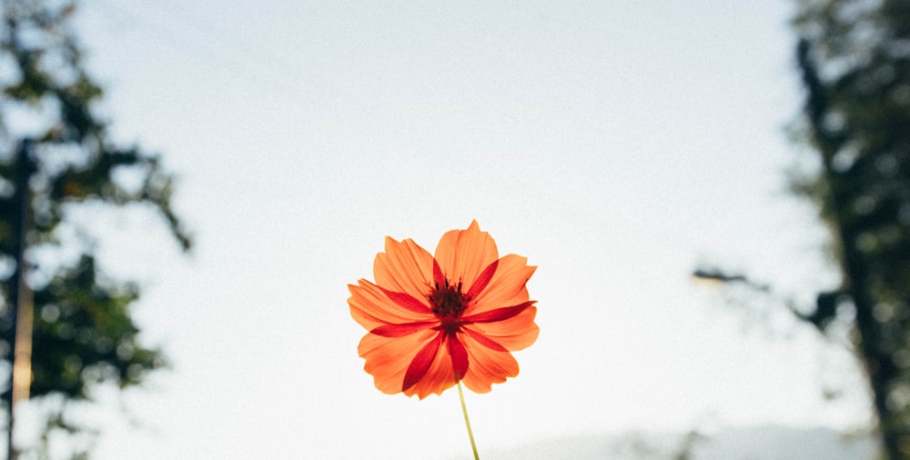 fleur à pétales rouges dans la photographie en gros plan