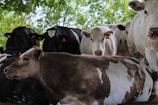 A group of cows resting comfortably in a shaded barn area during the afternoon.