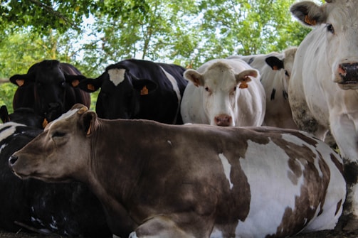 A group of cows resting comfortably in a shaded barn area during the afternoon.