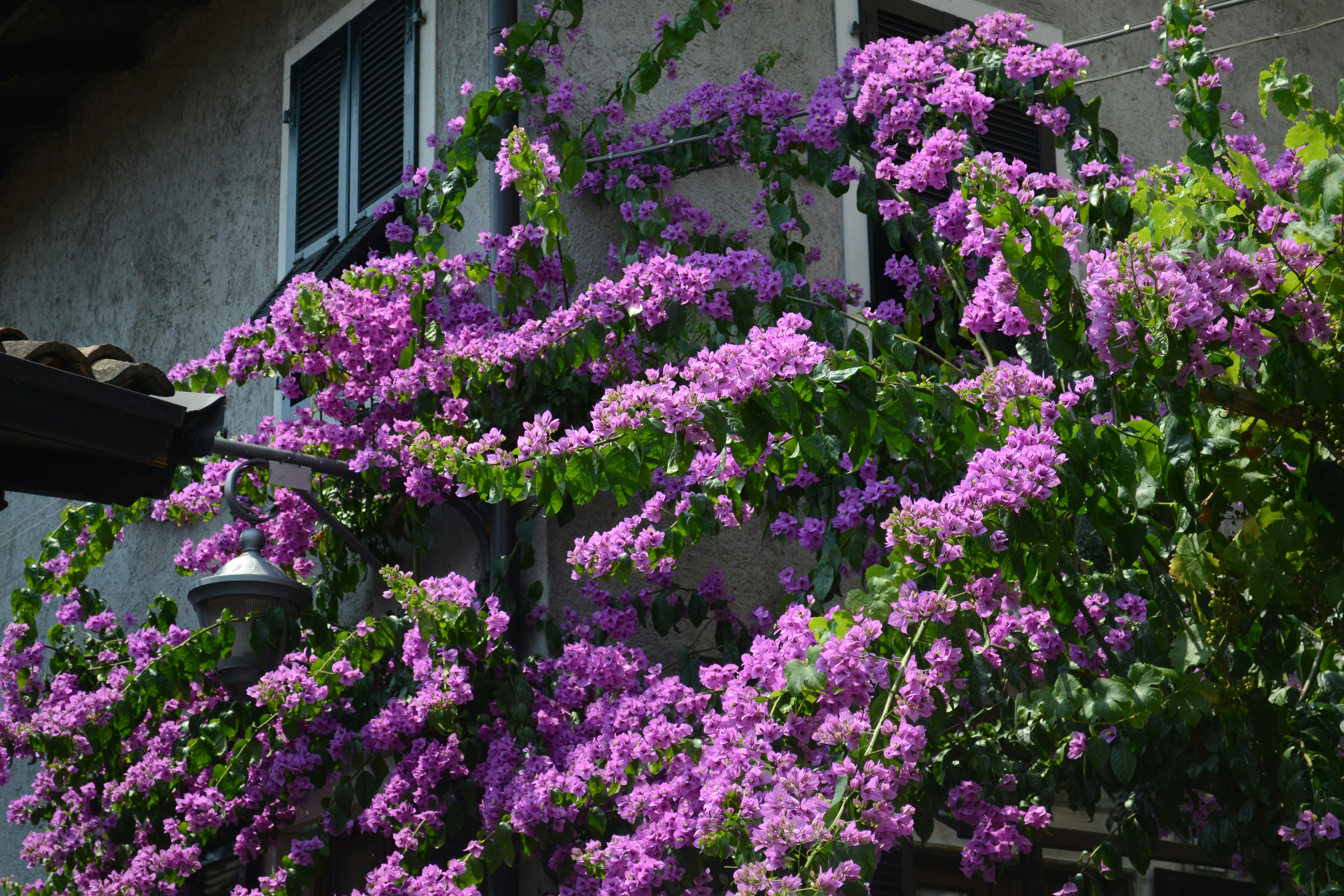 Free Unsplash photo from Joachim Bertelsen