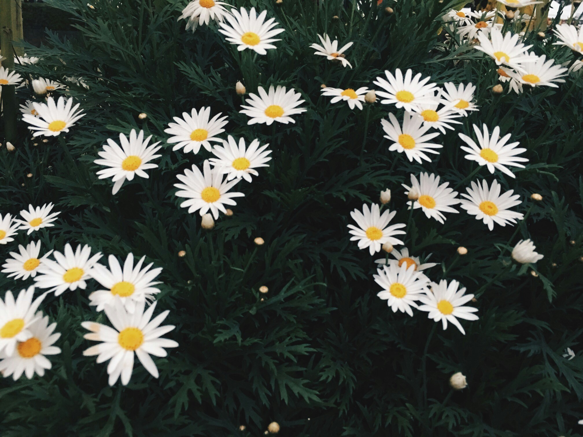 Free Unsplash photo from Azzihya  Oelbap