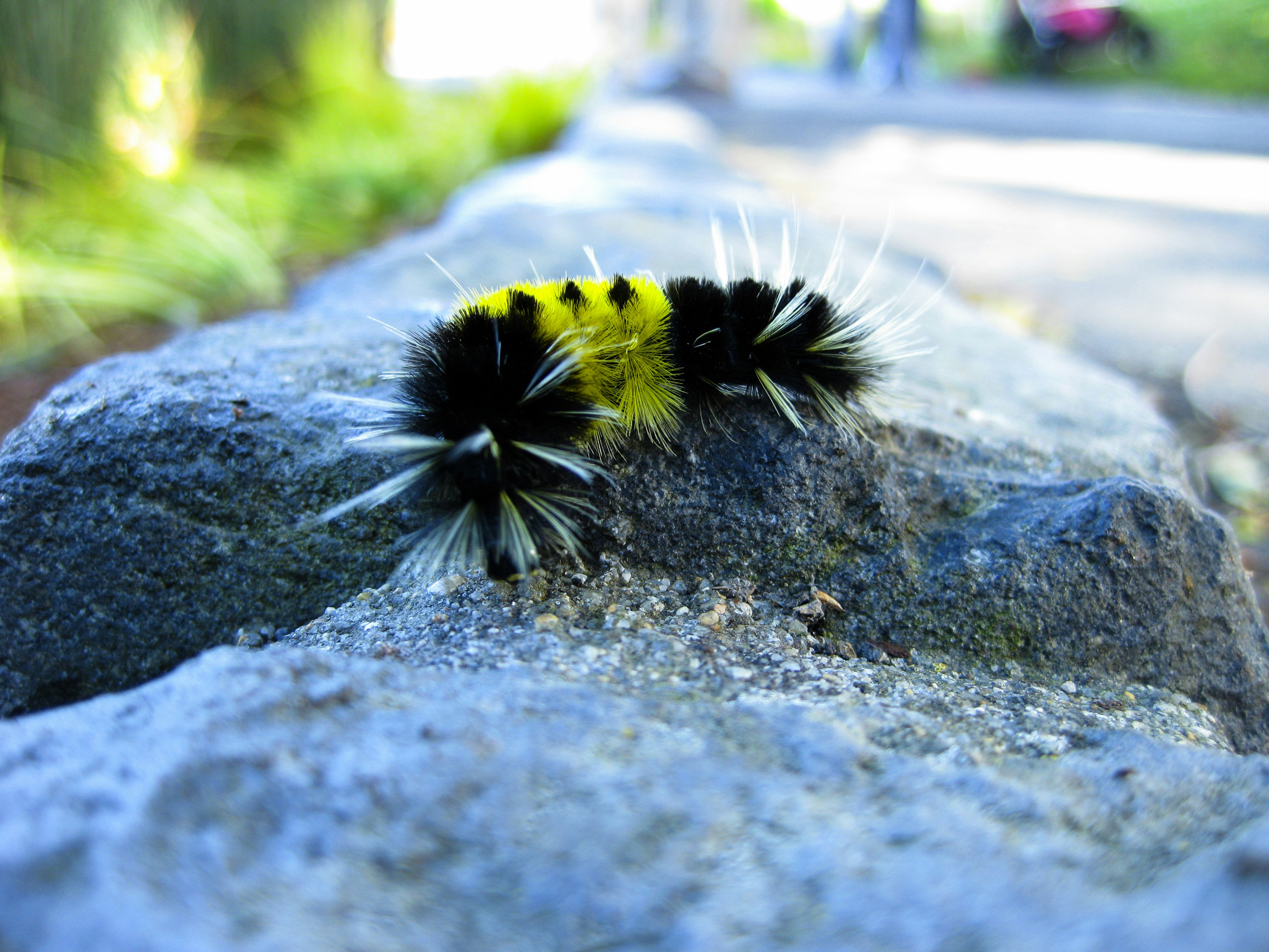 Free Unsplash photo from Elena Cordery