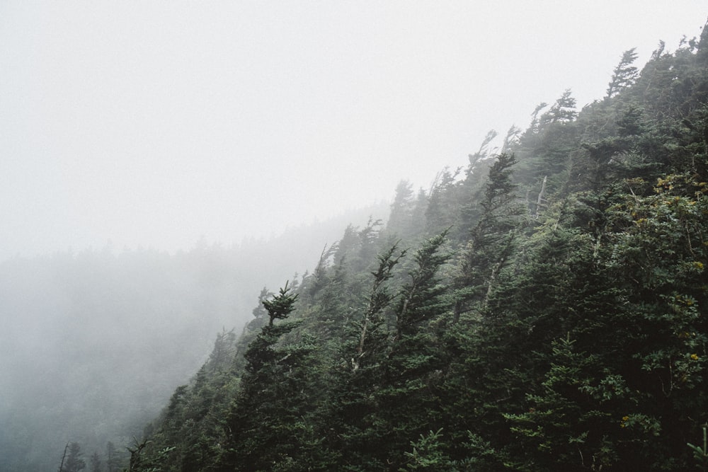 green trees under gray sky during daytime