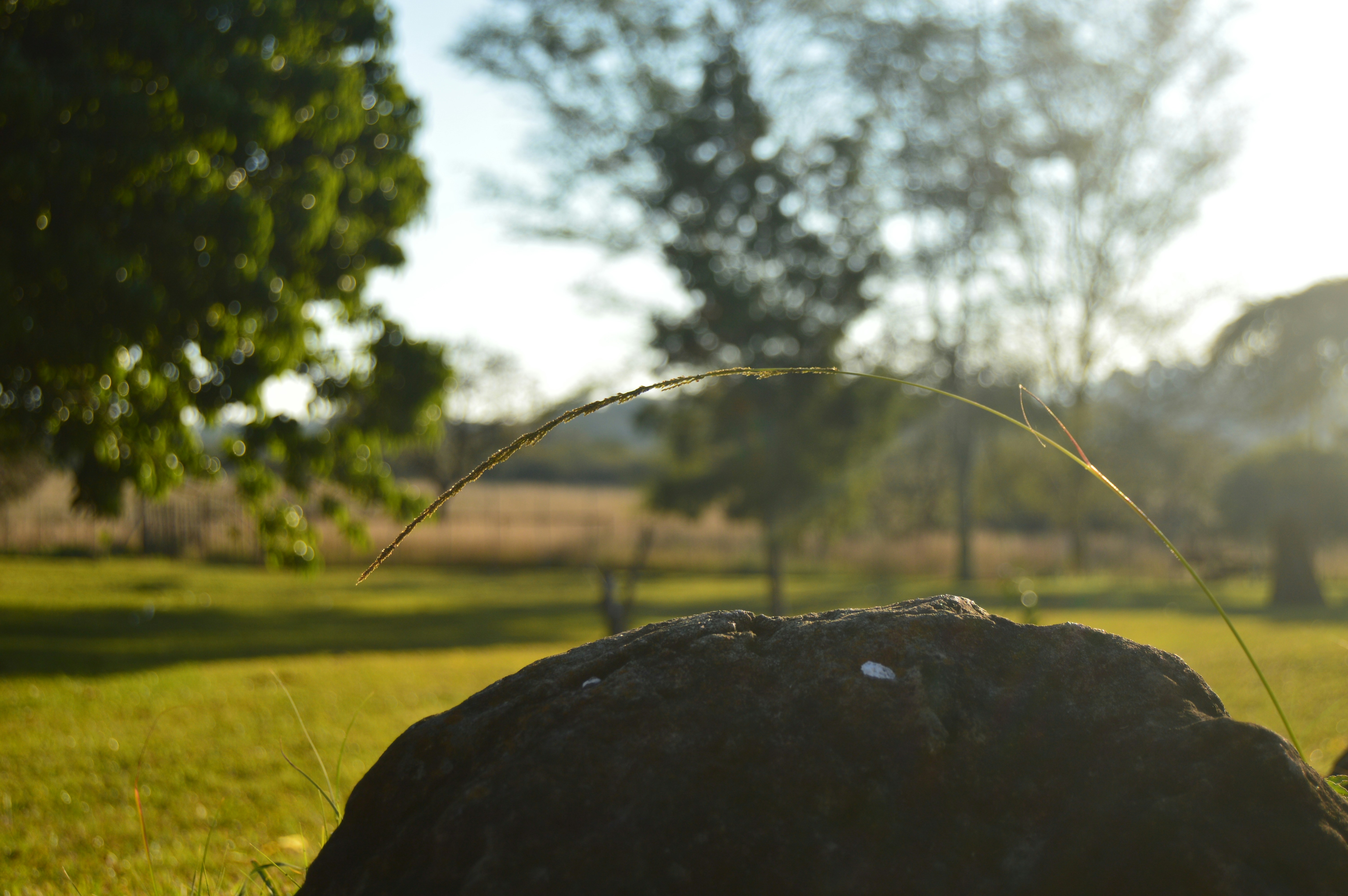 Free Unsplash photo from Carel Pretorius