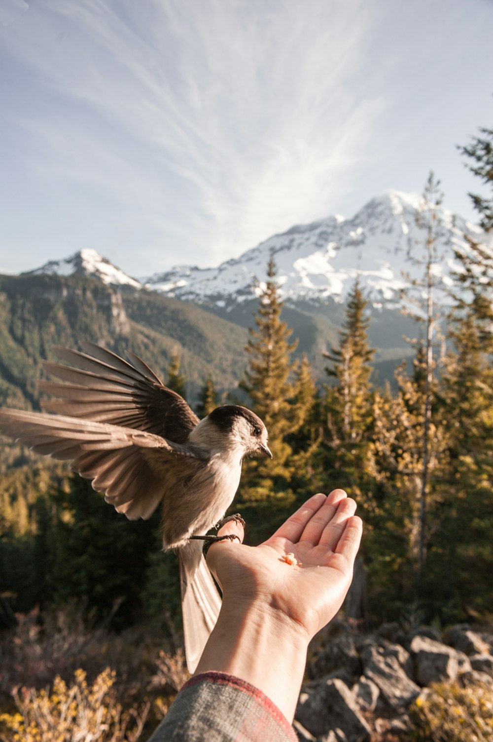 brown bird perched on left palm