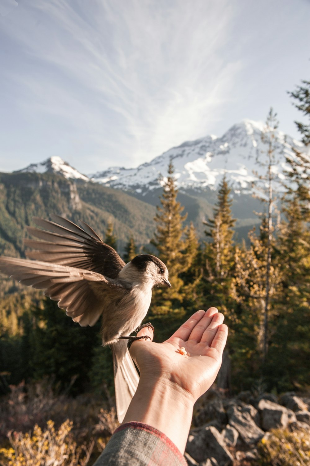 brauner Vogel sitzt auf der linken Handfläche